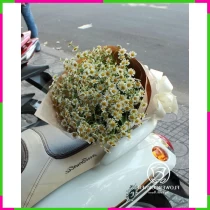 Bách Niên Hòa Thanh Khúc Tâm Tình MF0U61WWJI