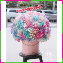 Vân Mộng Ngọt Hường 0E1LZ87S3B