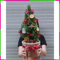 Tùng Noel Giáng Sinh Thảo Trang Kỳ Diệu X1Z6WG2B7