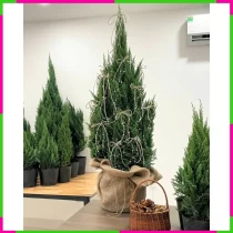 Giáng Sinh Sơn Tùng Phụ Thích Hương Sắc POTR5XCEYR