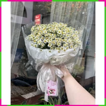 Thanh Tâm Cúc Hiện Đại ZLZ5DG7J4