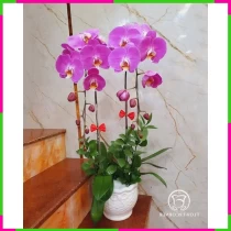 Tử Lan Đồng Hành Khúc Cảm Tạ Vĩnh Niên 8HPBW7RPQ1