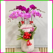 Tím Hồng Giao Hưởng Thanh Xuân 3CBFM8QJ9