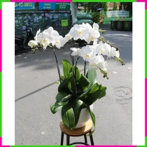 Lan Hồ Điệp Khởi Đầu Hân Hoan May Mắn UD1AU83AP