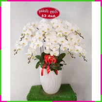 Bạch Lan Thịnh Vượng Thanh Quý WJO0B84V