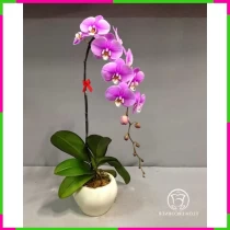 Thanh Lịch Lan Hồ Điệp Tím Kiêu Kỳ 5LUV49PJ09