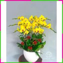 Phú Quý Hoàng Lan Tràng Thịnh Vượng SYXPMVLWWY