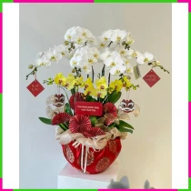 Chậu Lan Vạn Sự Như Ý Đón Xuân An Khang Thịnh Vượng 3NDKFNMKHE