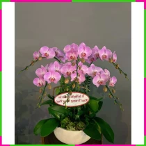 Hồng Lan Khải Trương Phúc Vạn Niên 4O03ZN5X4P