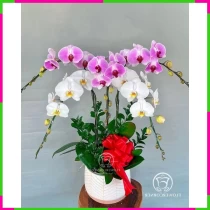 Thanh Tâm Mộng Lan Kiều Diễm Trắng Tím CPL5FSPW8