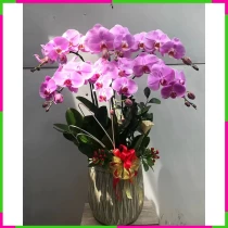 Hồng Hồ Điệp Phúc Lộc Như Ý Bouquet 67PWHUUCFZ