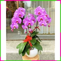Lan Hồ Điệp Tím Vẹn Tròn Thành Công 0UX3WRYS6Y