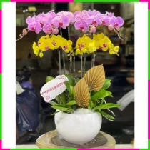 Lan Hồ Điệp Trí Tuệ Diệu Kỳ Tinh Anh 68BR74E0SY
