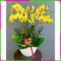 Kim Điệp Sáng Lộng Ngát Hương DFR896IIYL