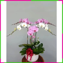 Lan Hồ Điệp Phúc Lộc Thọ Khai Trương Vạn Sự Như Ý EOR58X1SW