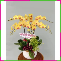 Kim Diệp Phú Quý Thịnh Vượng Hoa Bội DVCEGMHJTU