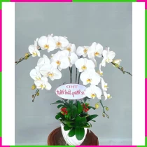 Bạch Ngọc Thiên Thanh Lan Hoàng Diệu IZL2FM87OQ