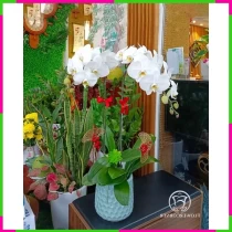 Lan Hồ Điệp Sang Trọng Khai Trương Vượng GLDUVXF4E6