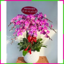 Đế Vương Tím Lan Trắng Khai Trương Hoàn Hảo Y7D92KYTY