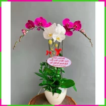 Đồng Lân Thanh Liễu Tâm Diệp Khổng Khuyết E3H8PFW7Q6