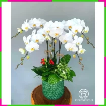 Lan Hồ Điệp Tịnh Khiết Huyền Diệu 7SX8SWUBJF