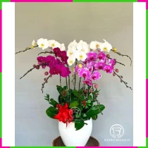 Lan Hồ Điệp Tịnh Tâm Khúc Thiên Hương YVQD51JVAI