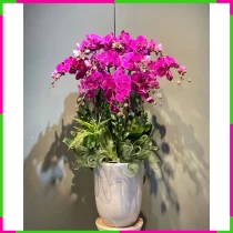 Hoàng Mỹ Yêu Kiều Lan Hồ Điệp Tím 2CGS4NU0YV