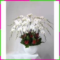 Bạch Lan Khánh Nộ Phong Diễm Thái 034 33USXVX3MD
