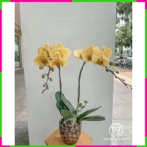 Hoàng Kim Phú Quý Lan RHW6WF1I9R