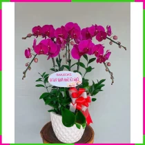 Tử Lan Ngưỡng Kính Tinh Vân HR4WWMMZ3R