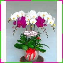 Lan Hồ Điệp Quý Phái Khai Trương Sang Trọng 0WNKVG8T05