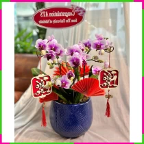 Tử Hồ Điệp Xuân Nguyên Đẳng Sắc Thái Hương HPBEU7NJD2