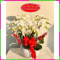 Trường Tồn Tăng Trưởng Lan Hồ Điệp BKNOW1BTLO