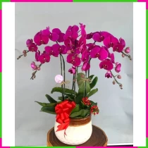 Lan Tím Ngưỡng Mộ Vĩnh Cửu Hương Sắc MNDAHC4XR