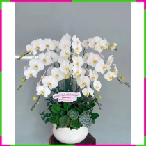 Tôn Kính Khiêm Nhường Lan Nhã Phượng WV4NSNRY81