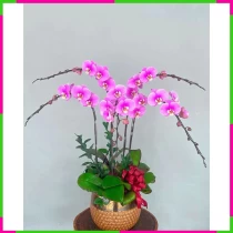 Hồng Lan Hỷ Niệm Sinh Nhật Mừng ACRFTDCEQB