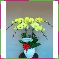 Hoàng Thanh Tường Vân Lộc Khánh Điệp 00218K768Y