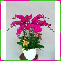 Phú Vượng Tử Lan Thập Cánh Phú Quý BVLS82MK58