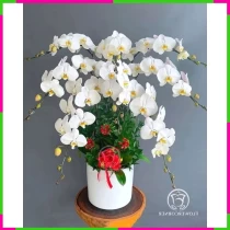 Thanh Xuân Phúc Lộc Lan Hồ Điệp SX7W6CDEKH