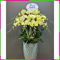 Lan Hồ Điệp Thanh Xuân Rạng Rỡ WGMMW0JHYQ