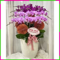 Chậu Lan Hồ Điệp - 071 ZXCWOKZEJ0