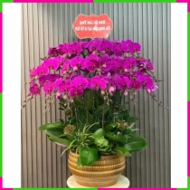 Hồ Điệp Tử Khí Phồn Hoa Tân Tác RWEEWG9WG
