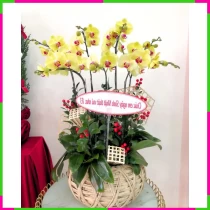 Hoàng Lan Điệp Chậu Tinh Tế Phú Quý FJRYBM4IT