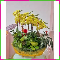 Hoàng Điệp Thạch Liên Trang Sức Chậu W51WN1NGHB
