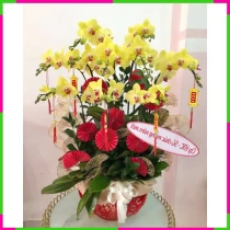 Lan Hoàng Điệp Diệu Thanh Xuân FBHR5DFCG3