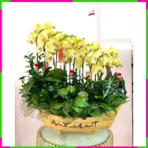Lan Hoàng Điệp Viên Mãn Khánh Tường NZBTQUUIMD