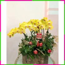 Kim Lan Duệ Nhã Cảnh Thiện Tình GKMYWHXVP