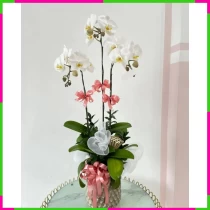 An Nhiên Hàn Băng Ngọc Điệp DJNK1EOSZ3