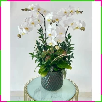 Hưng Thịnh Bạch Điệp Thanh Phong OVGMBECD9