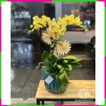 Kim Tường Lan Đối Thanh Cảnh Splendid 7OCYIVUTJN
